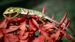 Imagem de Polychrus marmoratus (Linnaeus 1758)