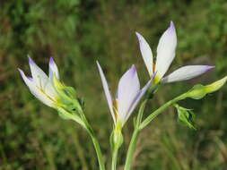 Image of Exacum tetragonum Roxb.