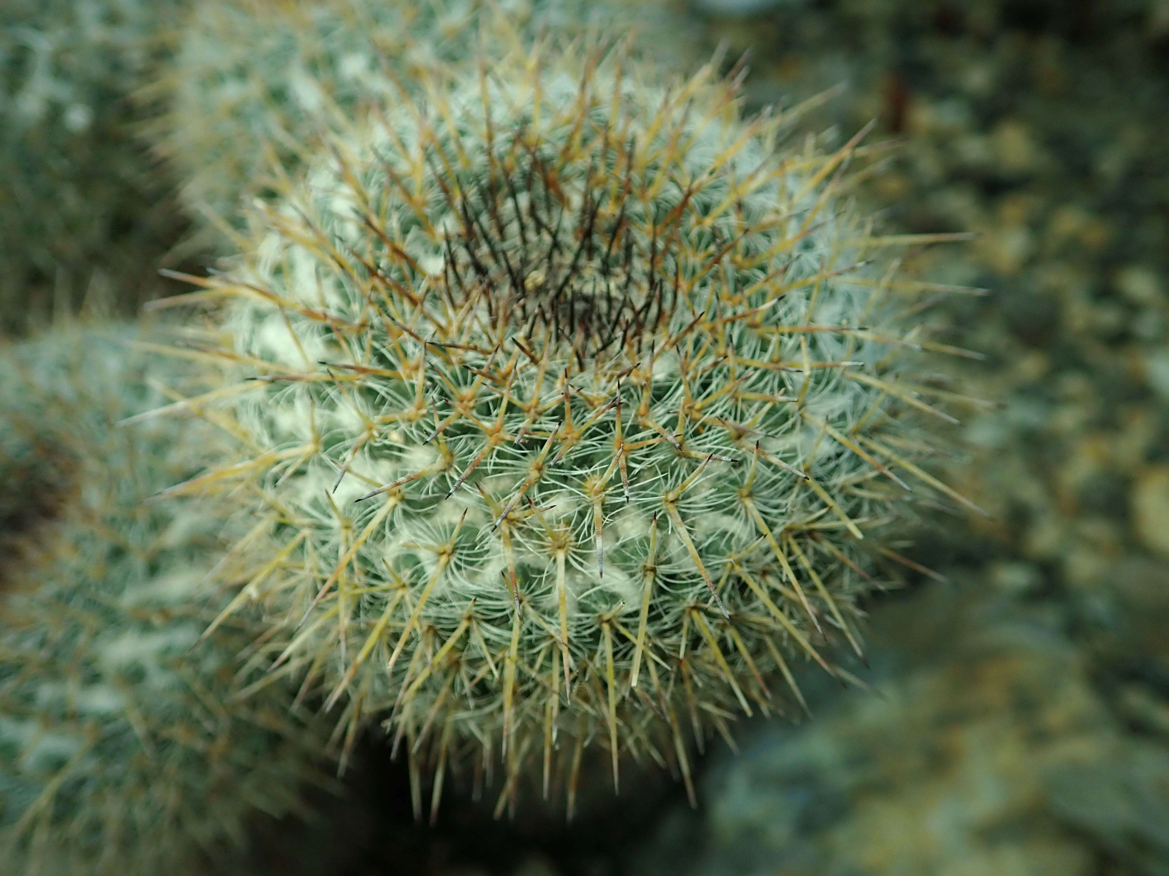 Image of Owl's eye cactus