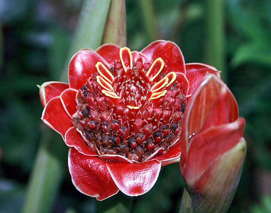 Image de Etlingera solaris (Blume) R. M. Sm.