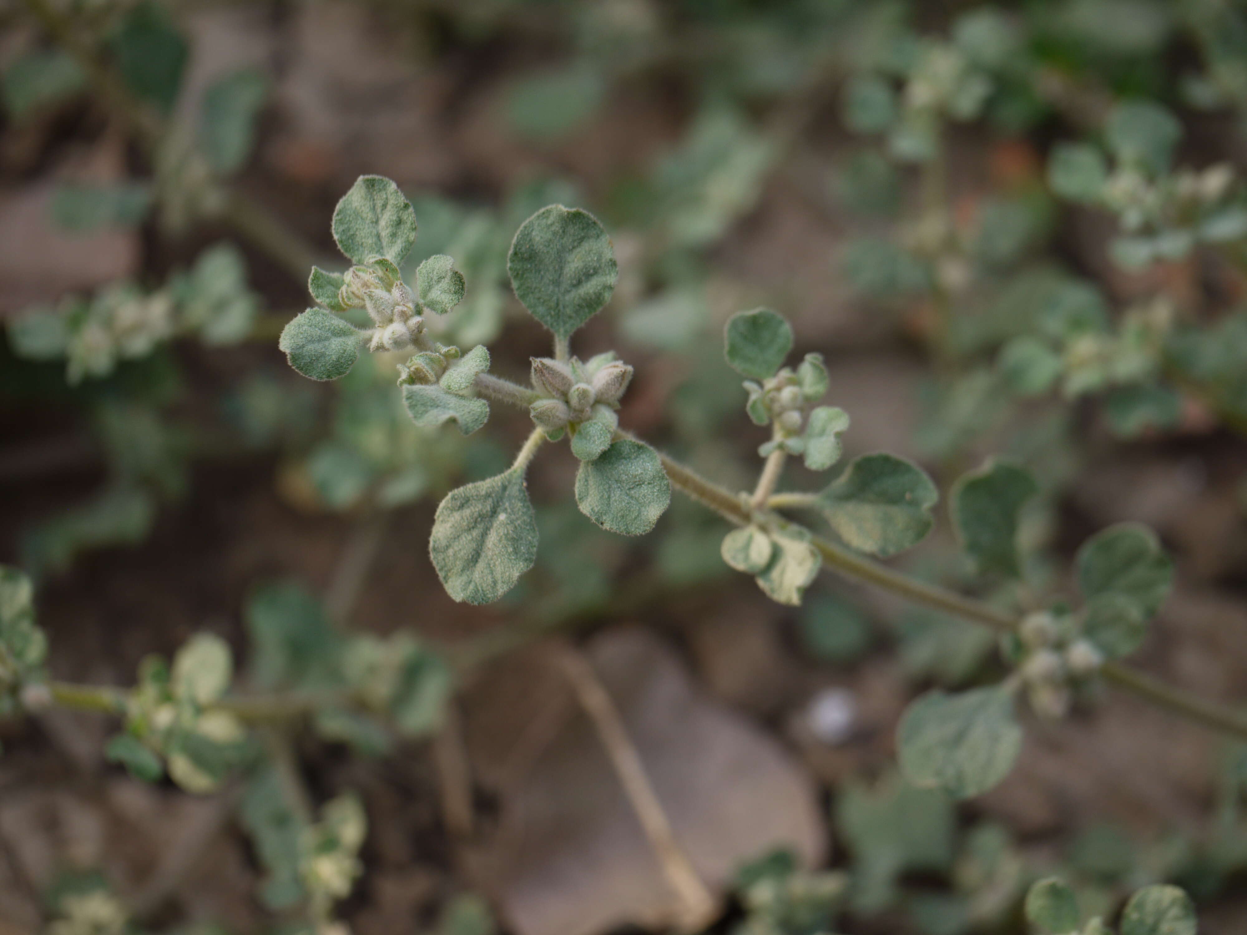 Image of lotus sweetjuice