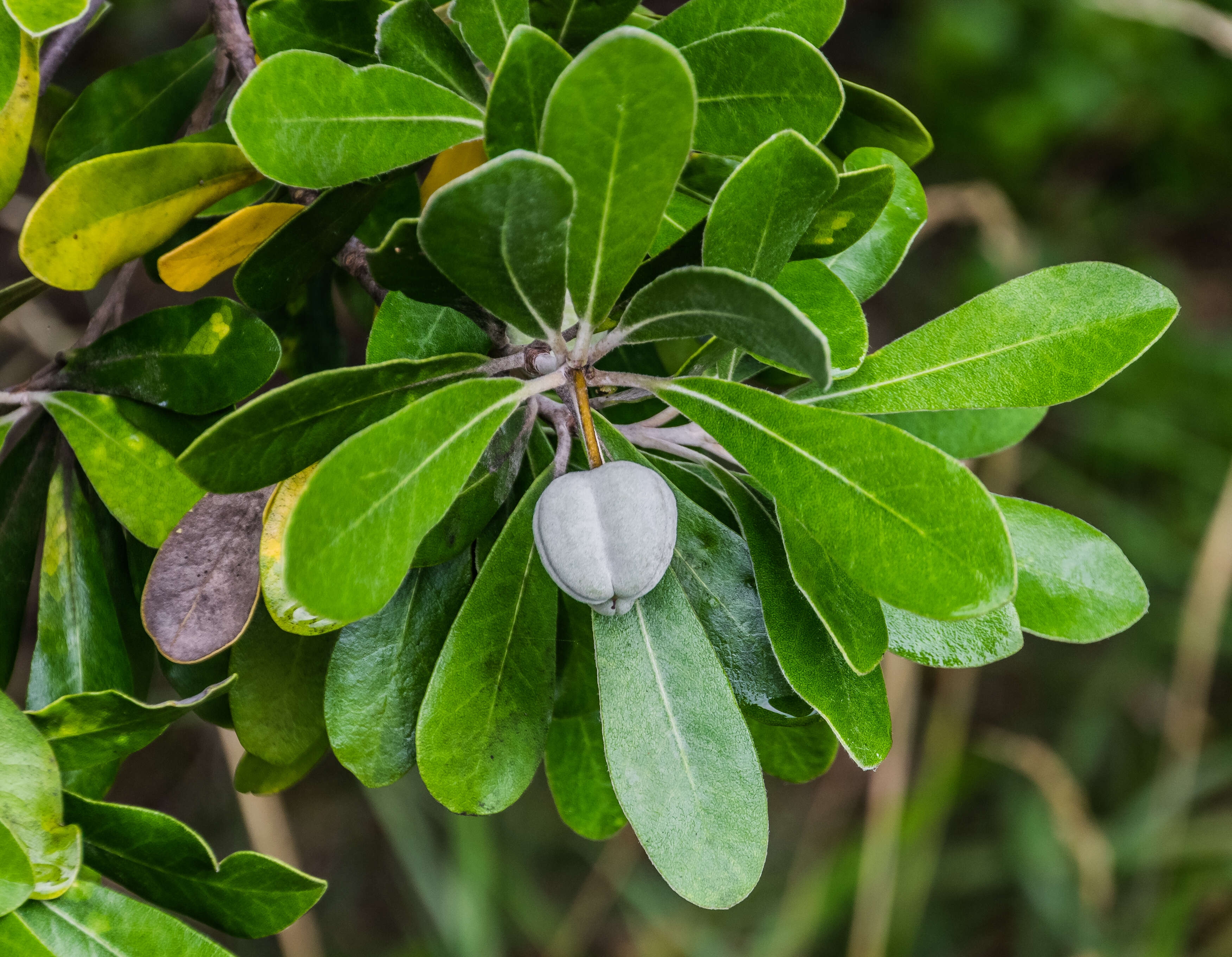 Image de Pittosporum crassifolium Banks & Sol. ex A. Cunningham