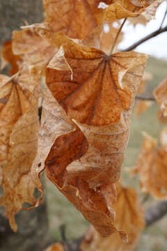 Image of sugar maple