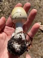 Image of Death cap