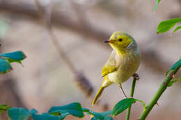 Image of White-plumed Honeyeater