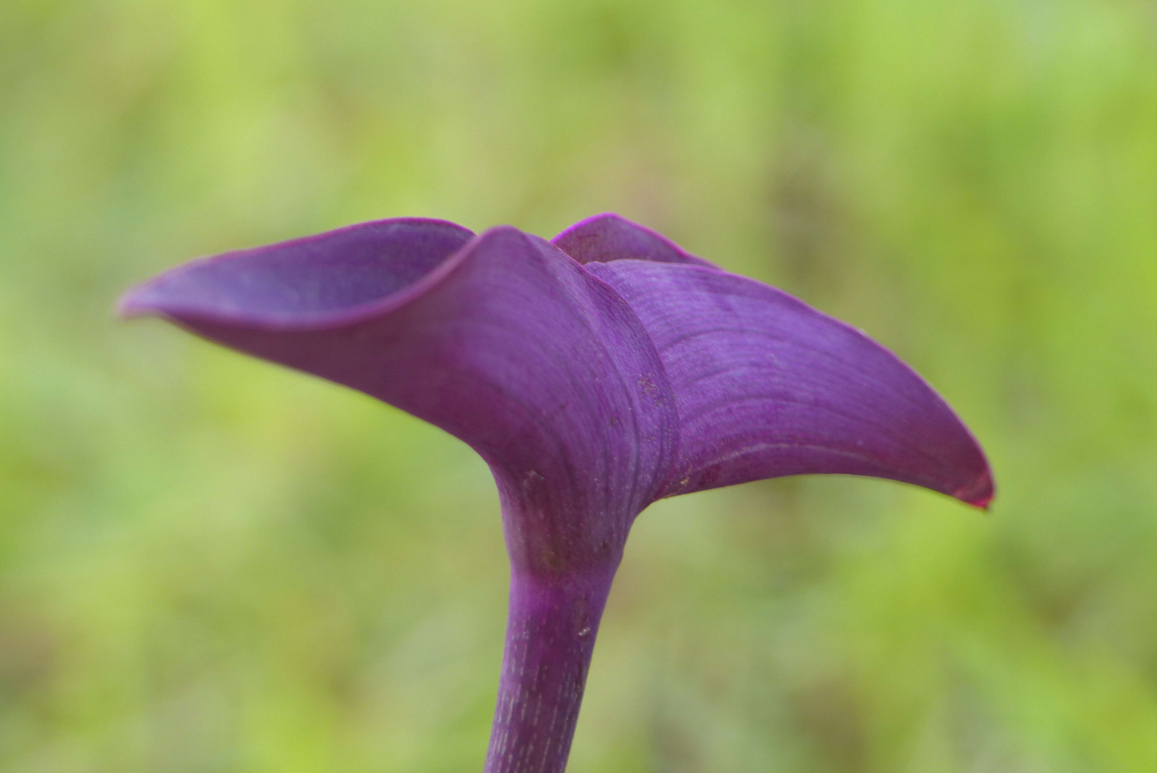 Image of purple heart