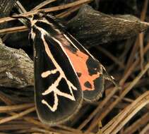 Image of Williams' Tiger Moth