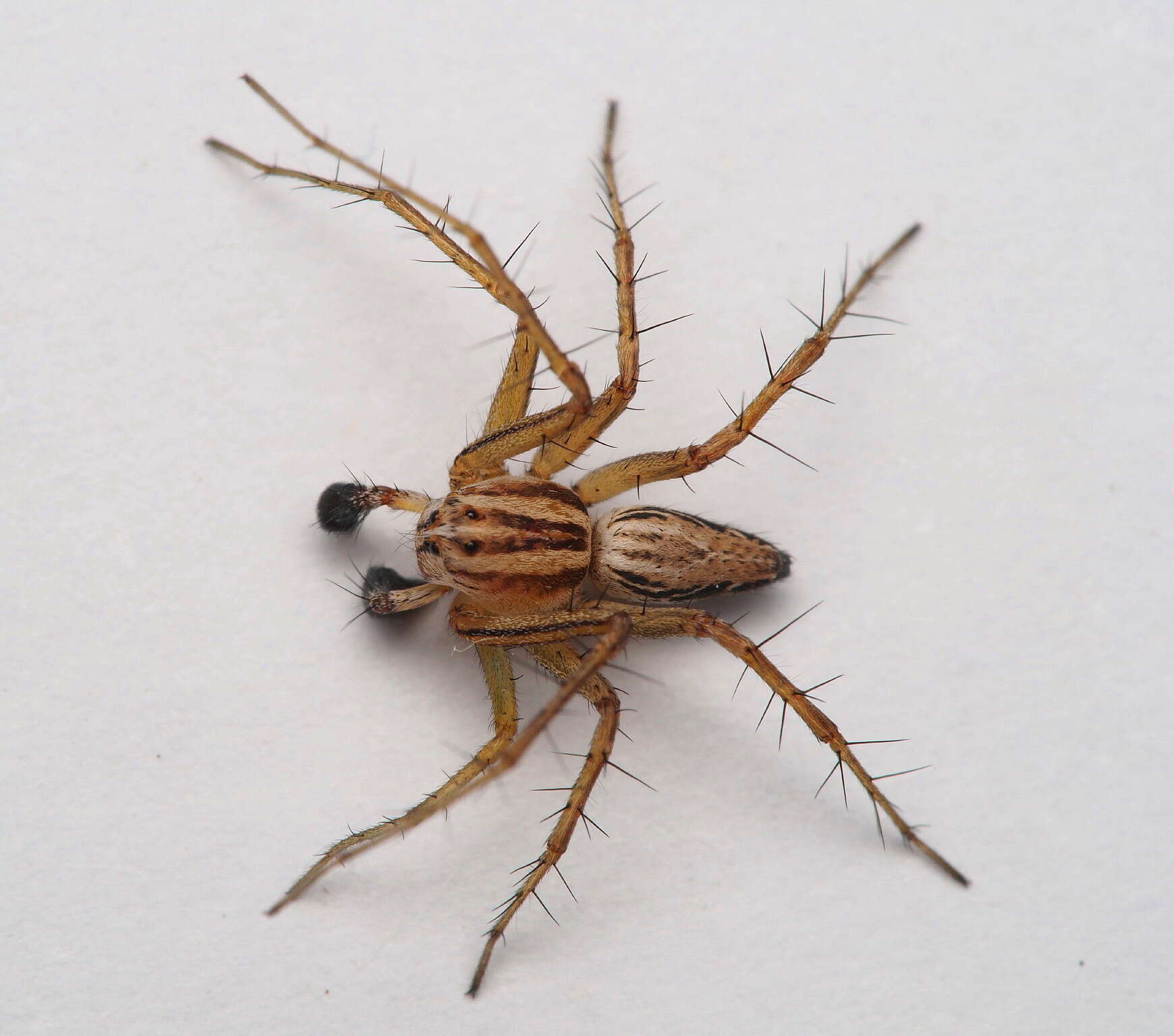 Image of Oxyopes gracilipes (White 1849)