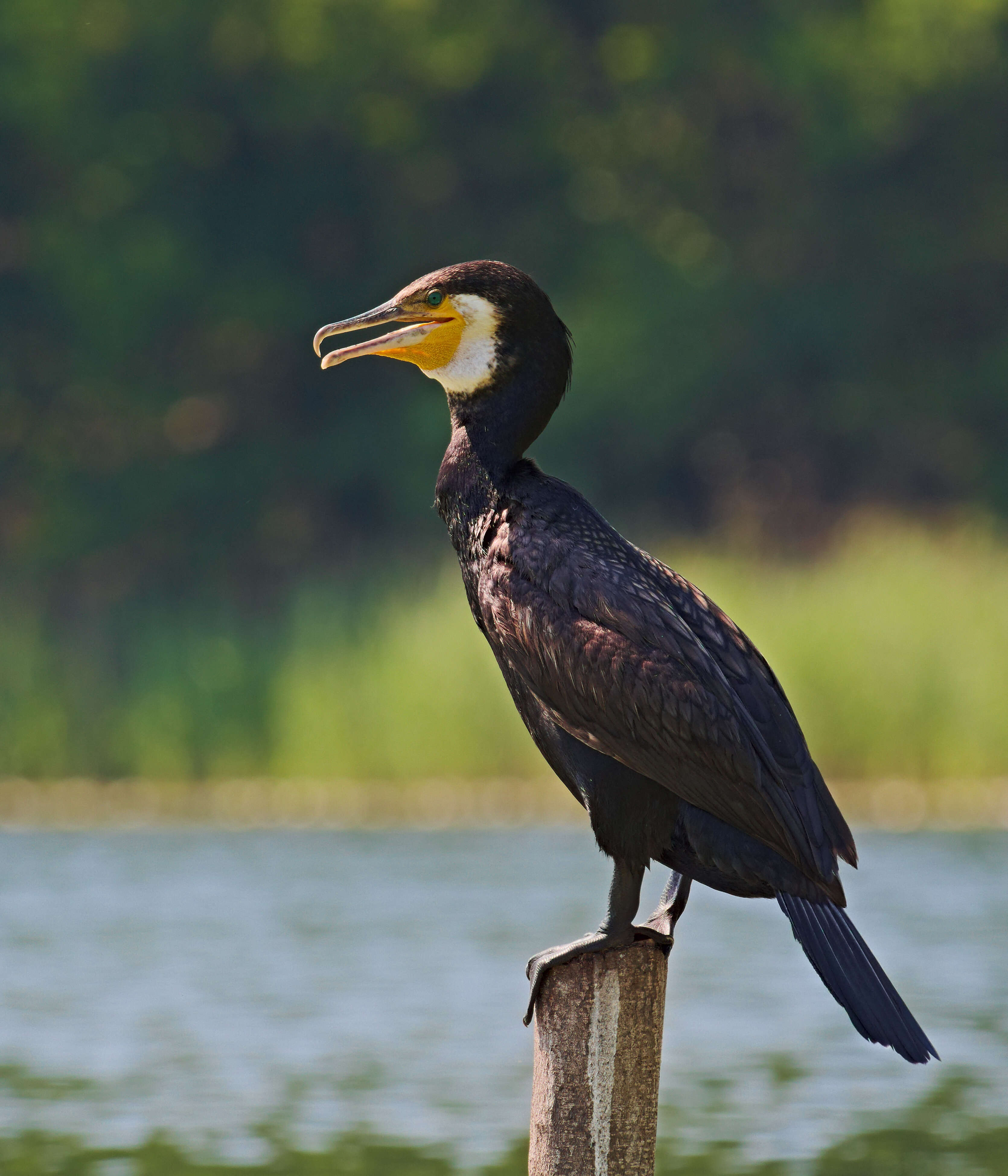 Image of Black Shag