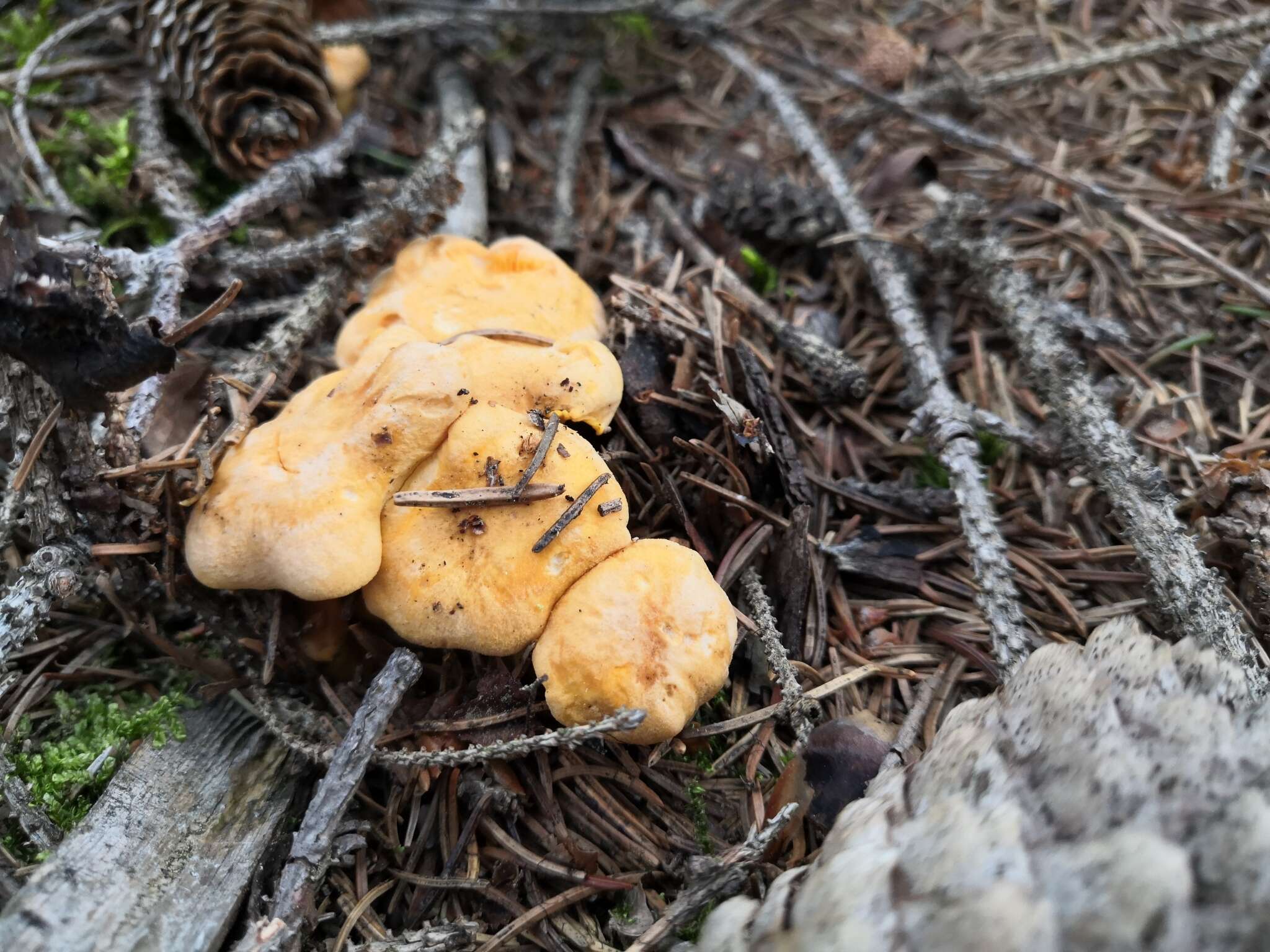 Image of Chanterelle