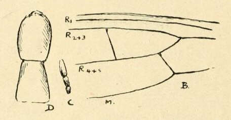 Image of webspinners