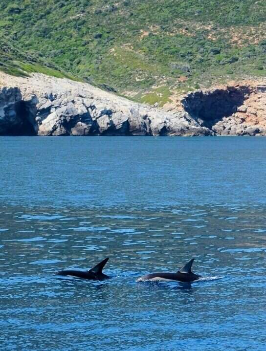 Image of Atlantic Dolphin