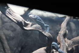 Image of Varanus macraei Böhme & Jacobs 2001