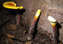 Image of lingzhi mushroom