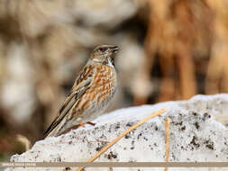 Image of Altai Accentor