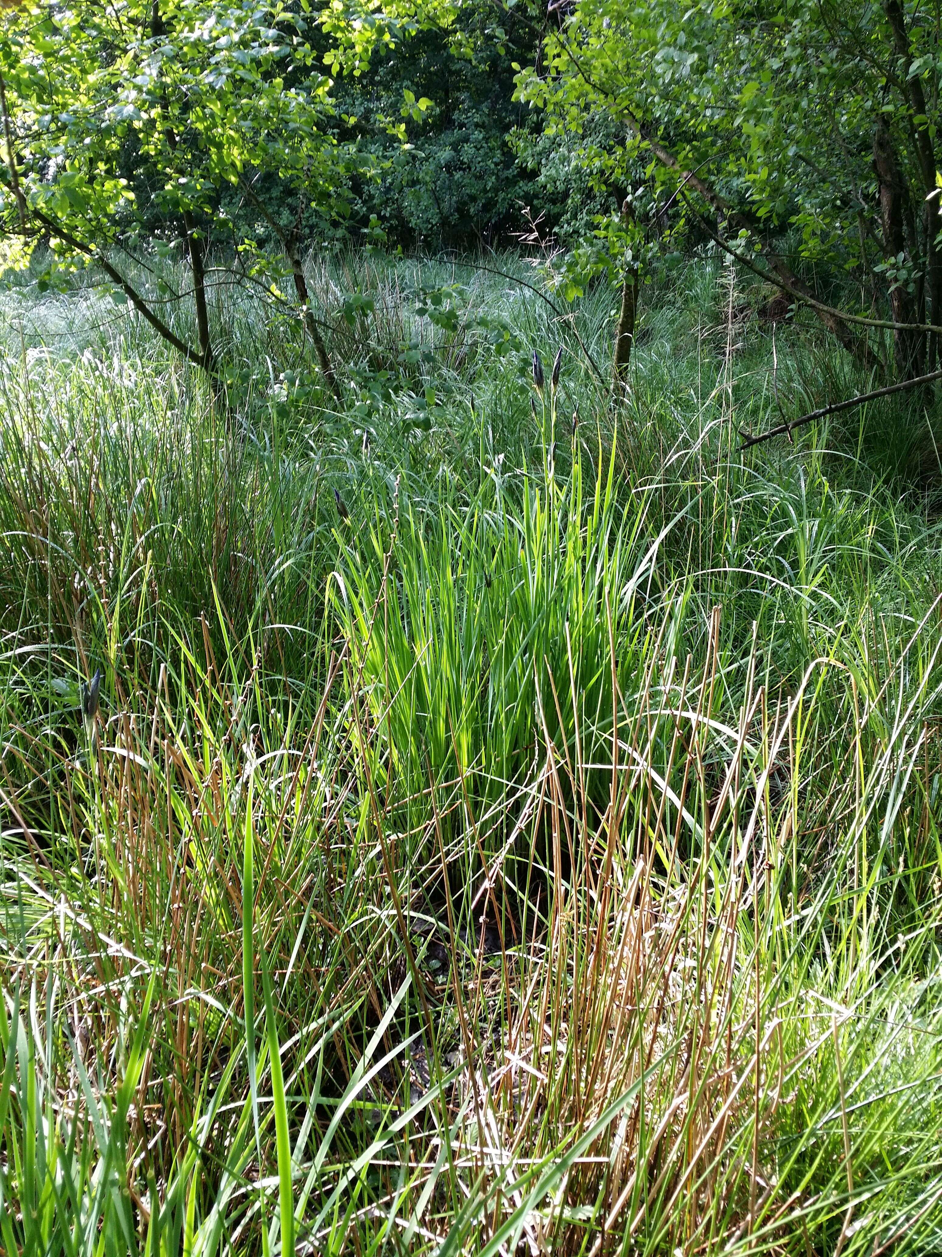 Image of German Iris