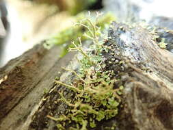 Image of Cladonia furcata