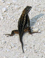 Image of Texas Spiny Lizard