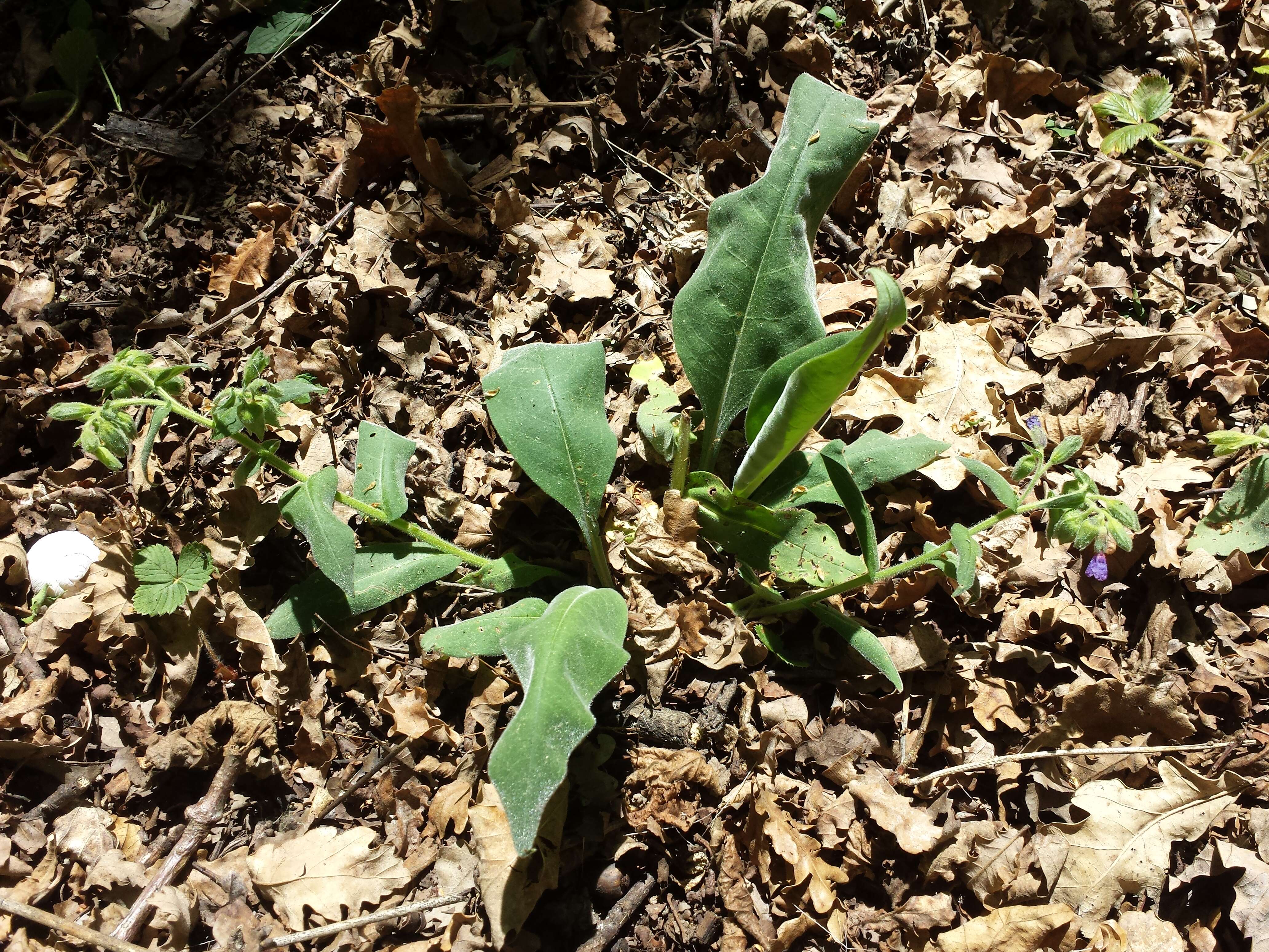 Image of Pulmonaria mollis Hornem.