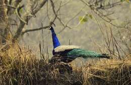 Image of Asiatic peafowl