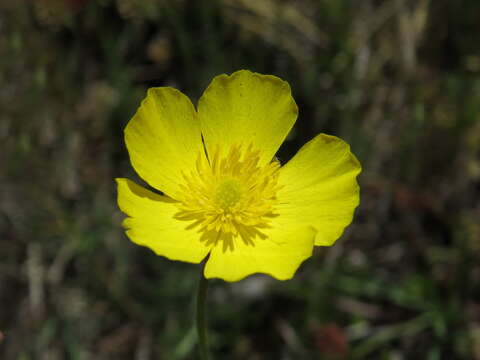 Image de Ranunculus gramineus L.