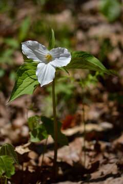 Image of White trillium