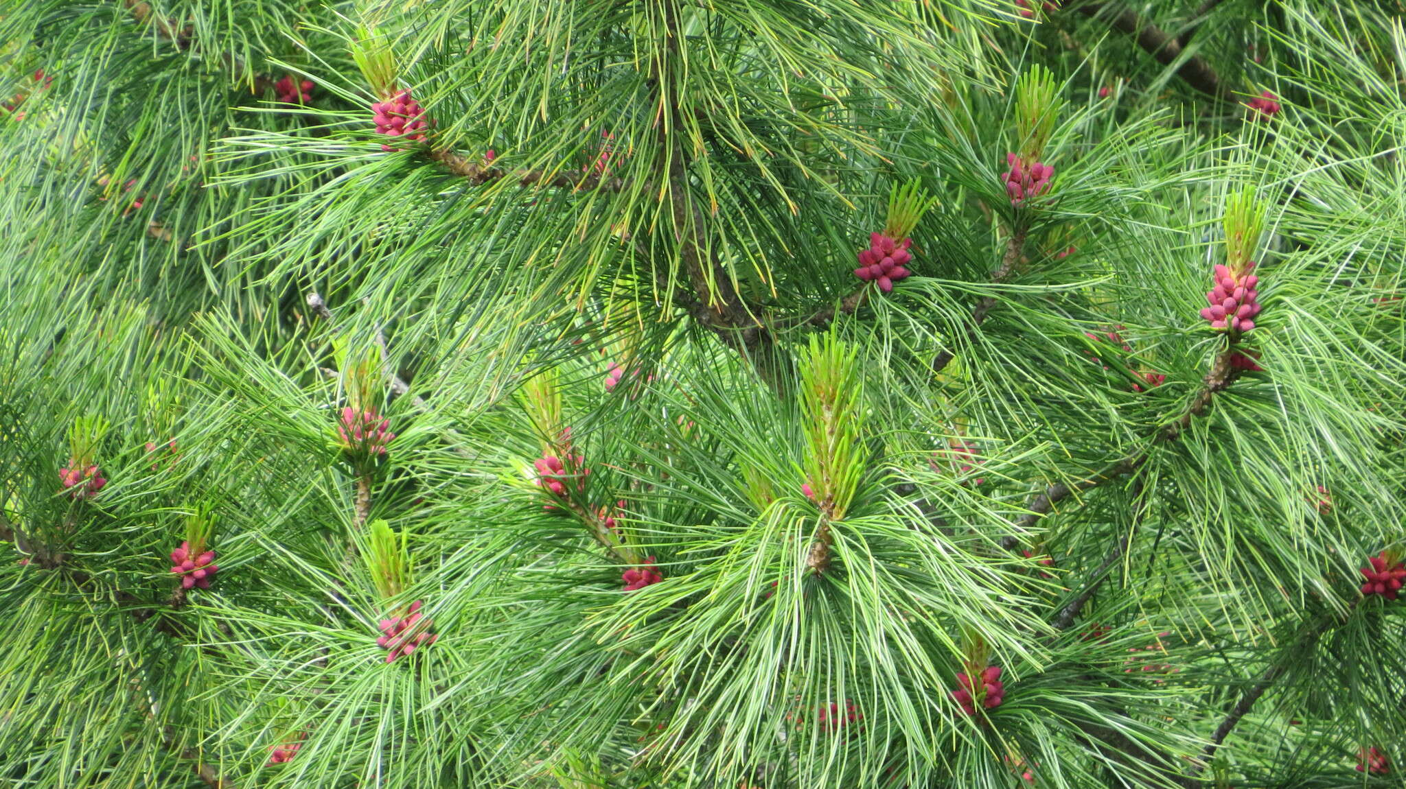 Imagem de Pinus sibirica Du Tour