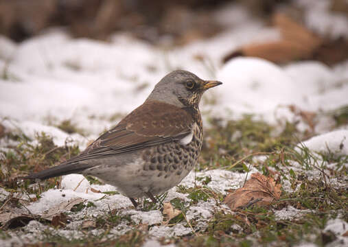 Image of Fieldfare