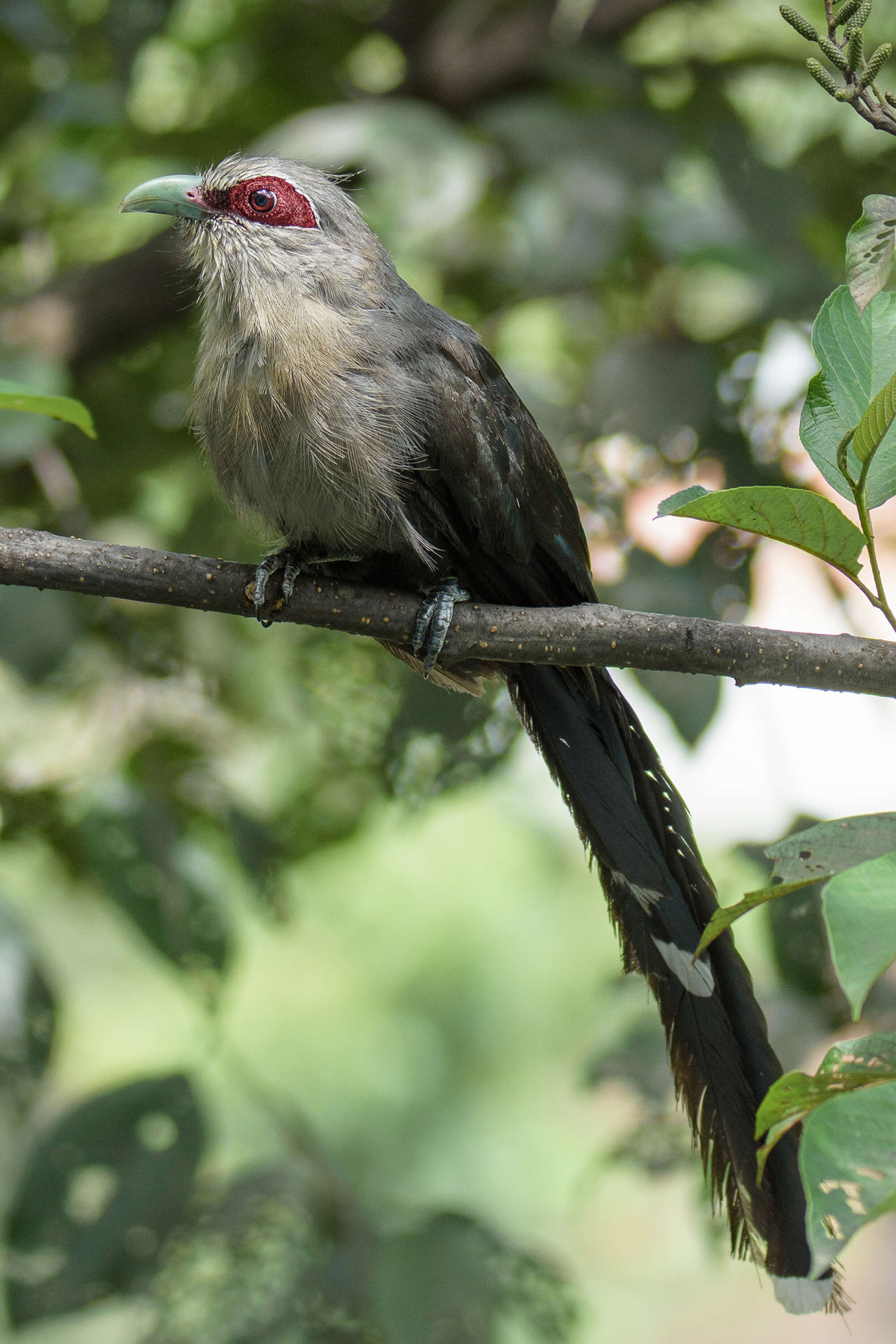 Image of Green-billed Malkoha