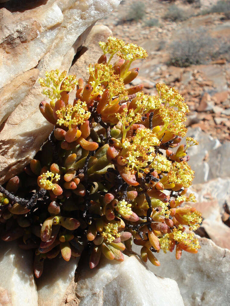 Image of Crassula brevifolia Harv.