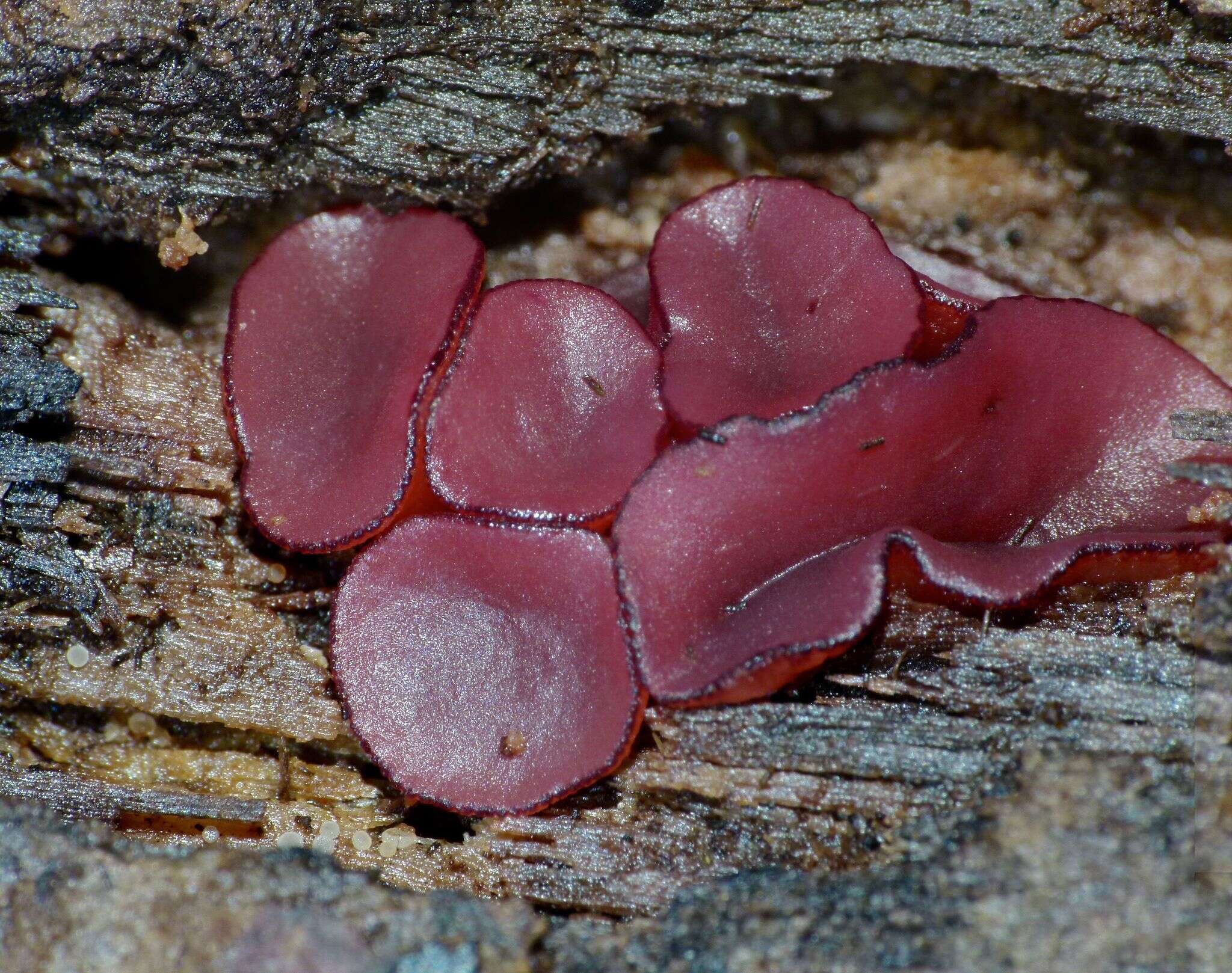 Image of Ascocoryne sarcoides (Jacq.) J. W. Groves & D. E. Wilson 1967