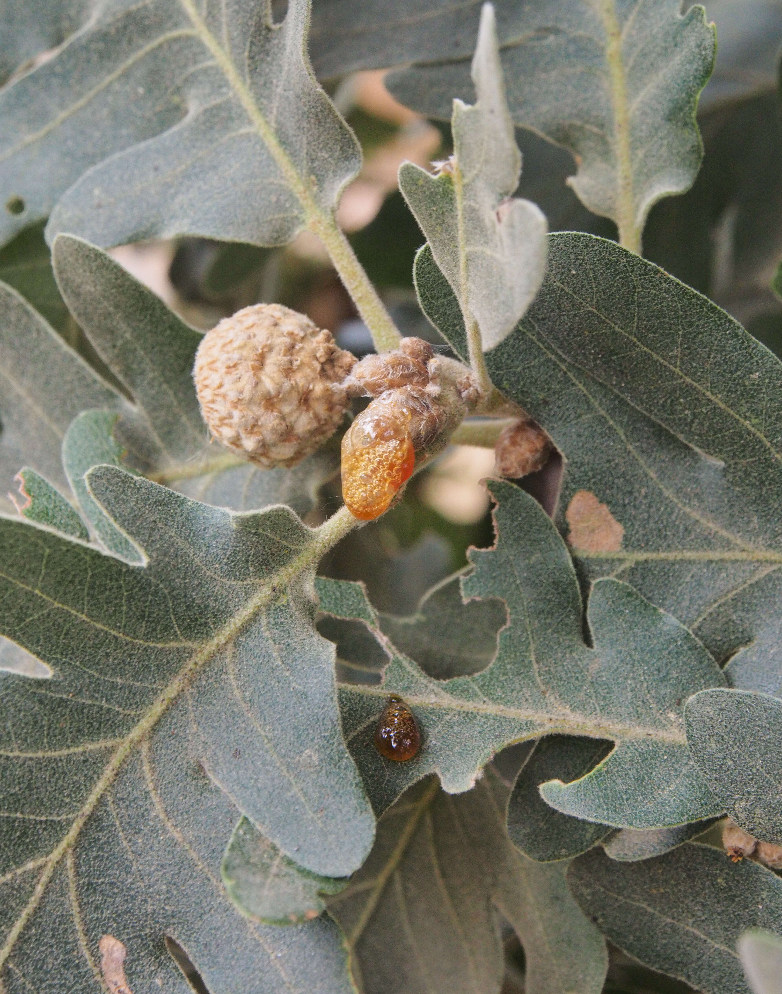 Image of Iberian white oak