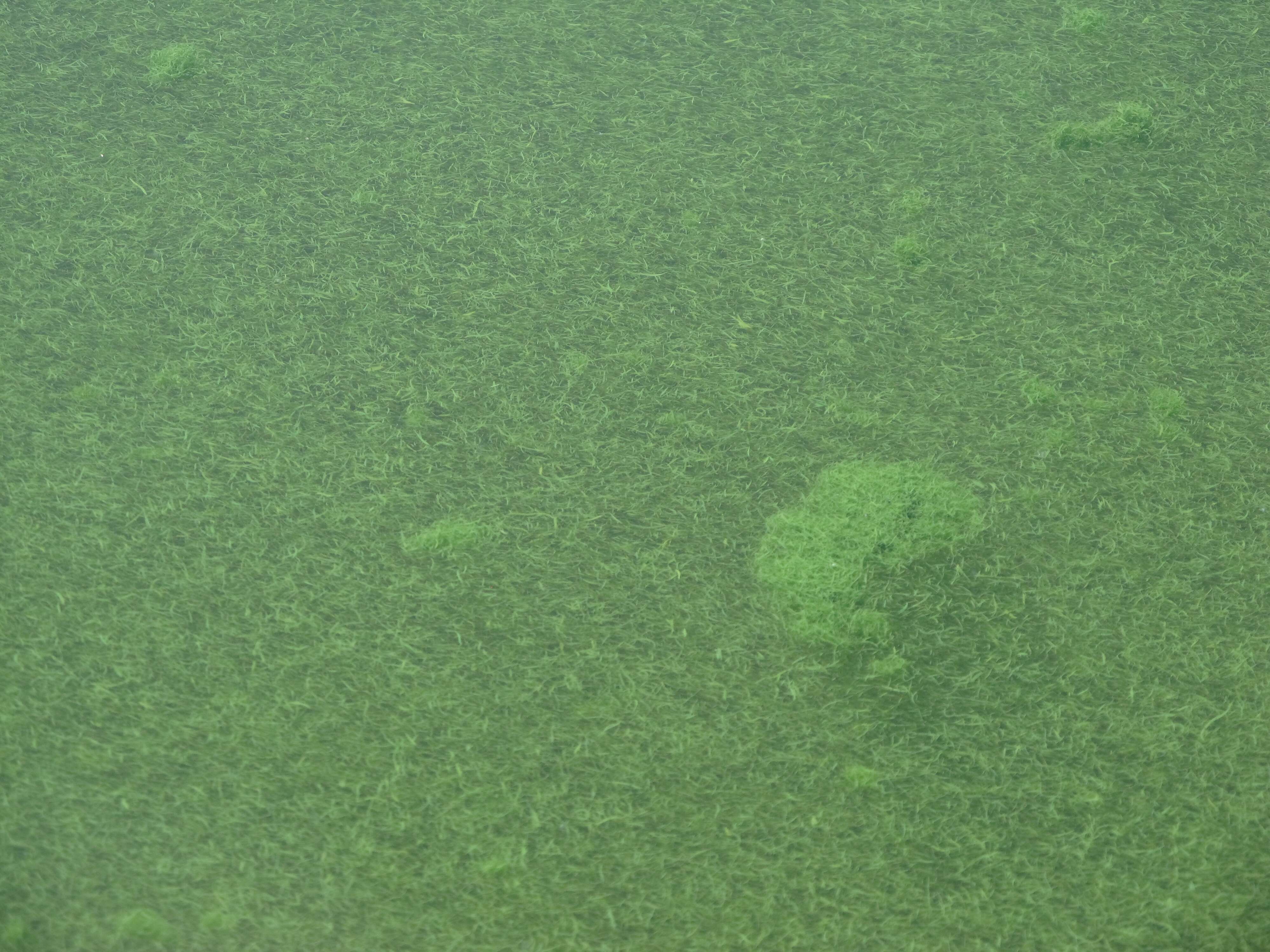 水華束絲藻的圖片