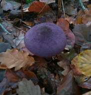 Image of Cortinarius violaceus (L.) Gray 1821