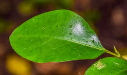 Image of Griselinia littoralis (Raoul) Raoul