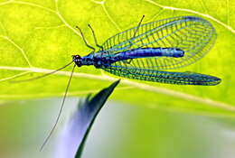 Image of Green lacewing