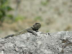 Image of Kashmir Rock Agama