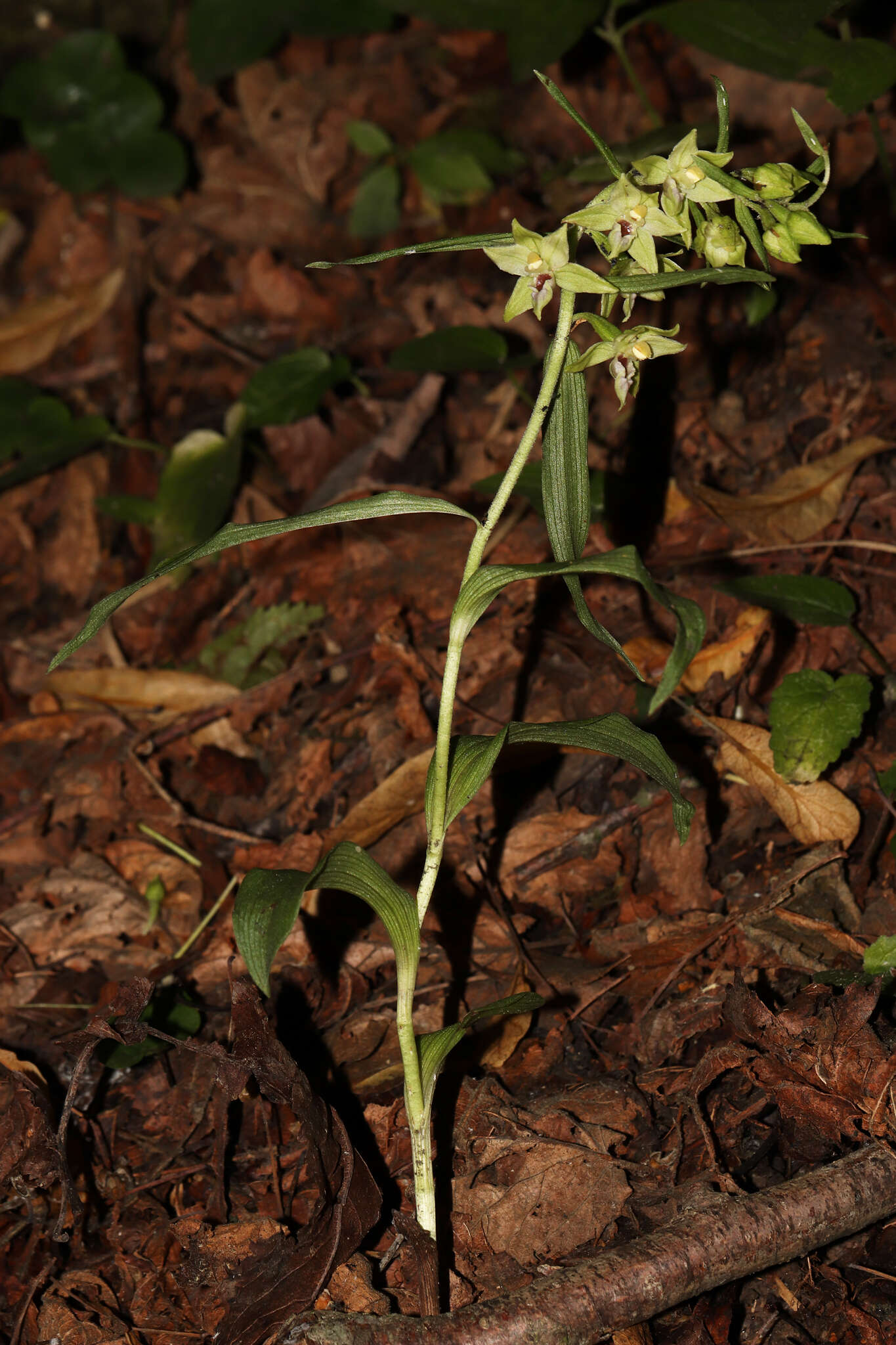 Image of Narrow-lipped helleborine