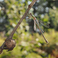 Image of Chalcolestes Kennedy 1920