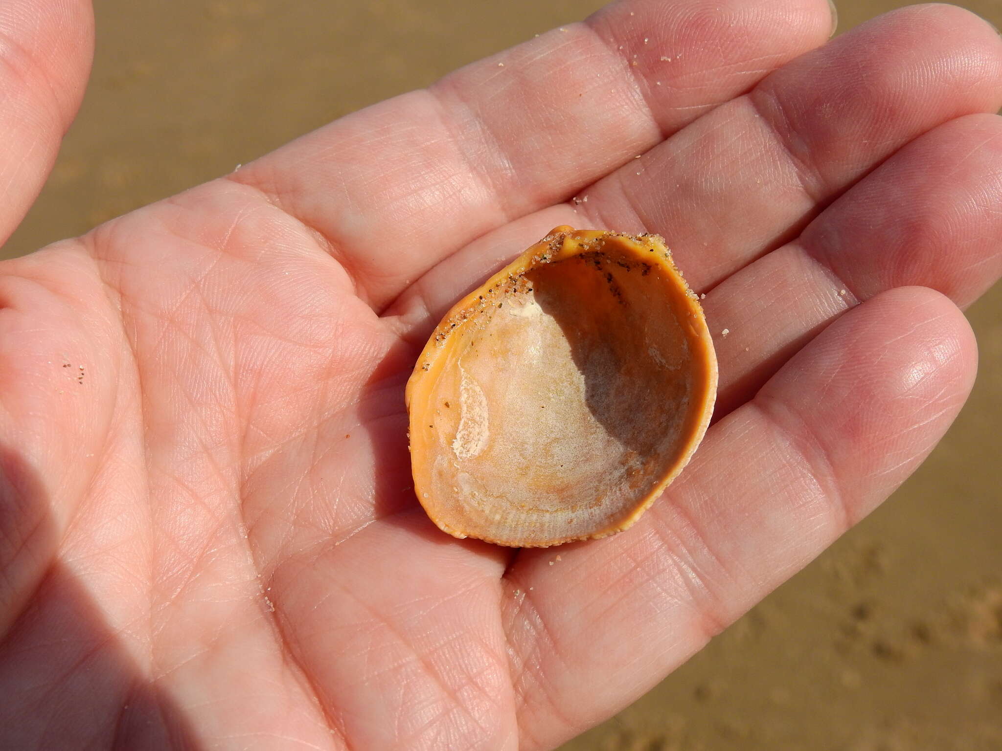 Image of Norway cockle