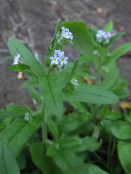 Image of Tufted Forget-Me-Not