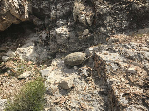 Image of desert tortoise