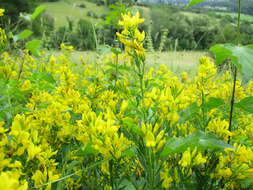 Imagem de Genista tinctoria L.