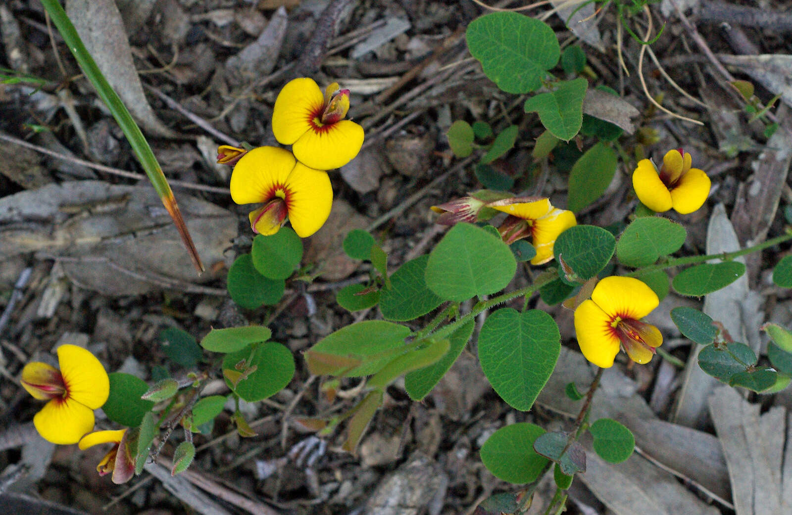 Sivun Bossiaea prostrata R. Br. kuva