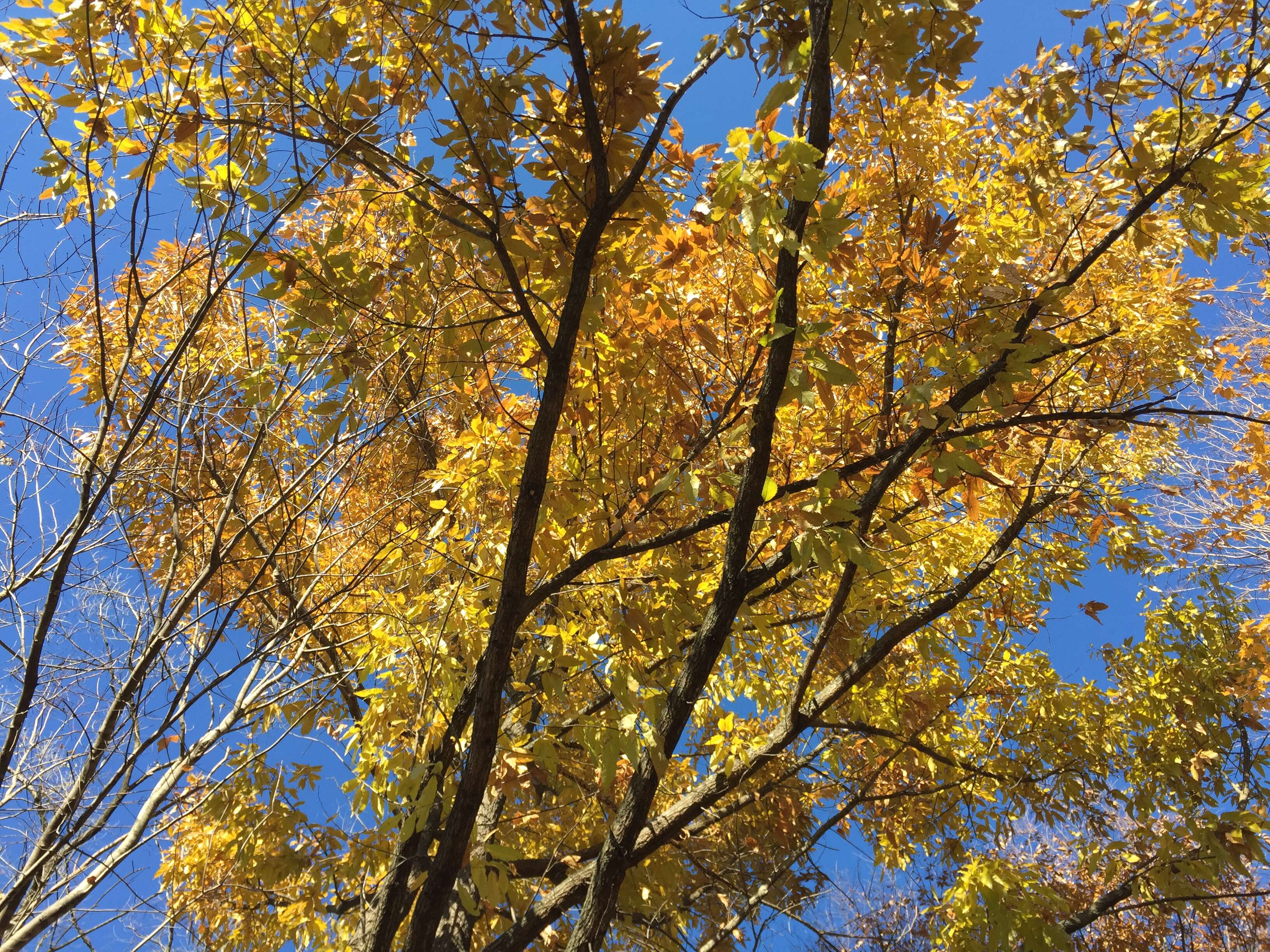 Image of Saw-tooth Oak