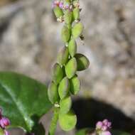 Image of Polygala tatarinowii Regel