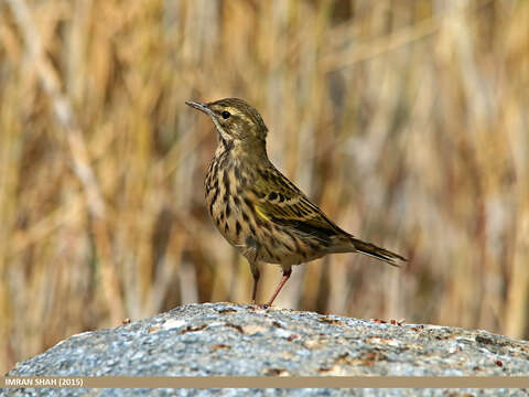 Image of Rosy Pipit