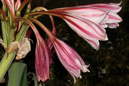 Image de Crinum bulbispermum (Burm. fil.) Milne-Redh. & Schweick.