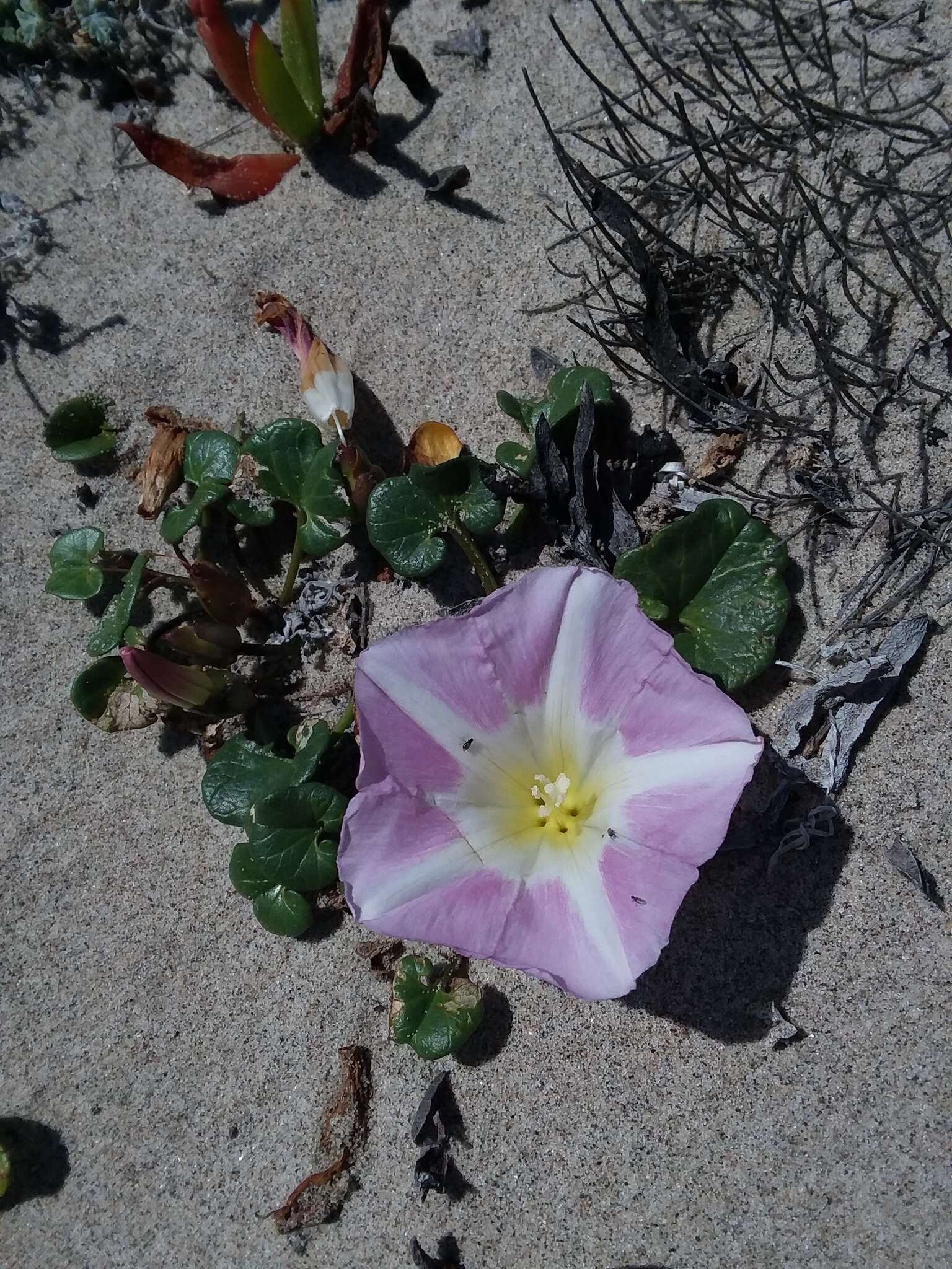 Plancia ëd Calystegia soldanella (L.) R. Br.