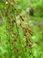 Image of Gonocarpus micranthus Thunb.